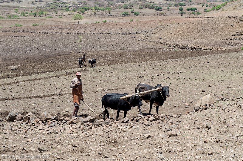 20120402_125127 Nikon D3S 2x3.jpg - Farmer plowing